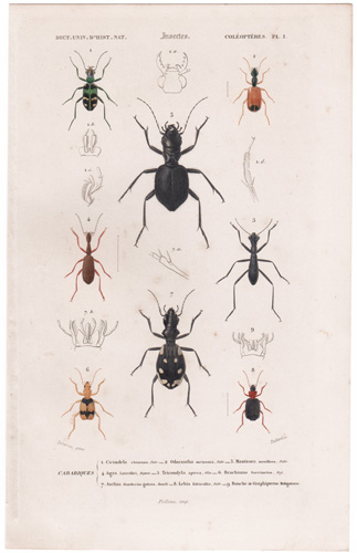 Antique prints of beetles, bees, wasps, etc.